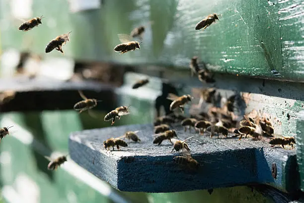 fumigacion de abejas