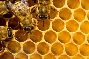 reubicación de abejas