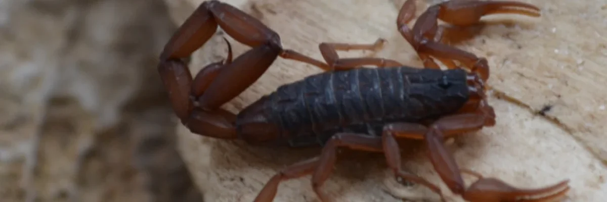 Alacrán rojo, ecotox, servicio de fumigación y desinfección