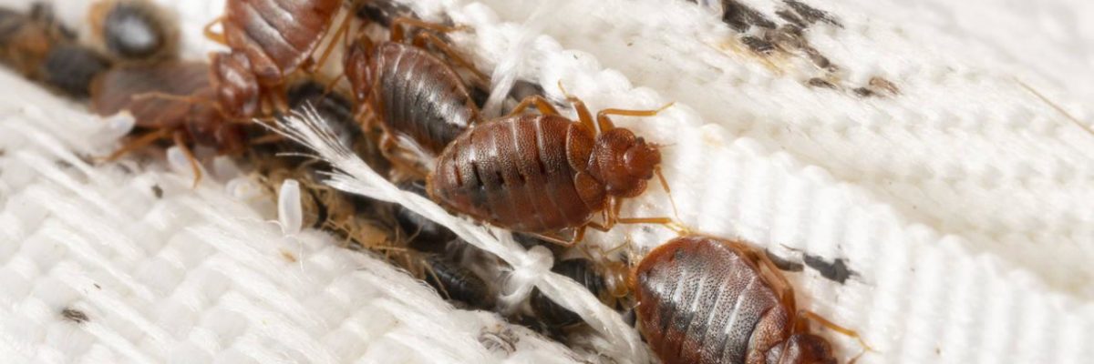 Bedbugs colony on the matress cloth macro. Disgusting blood-sucking insects. Adult insects, larvae and eggs. Traces of vital activity of the insects.
