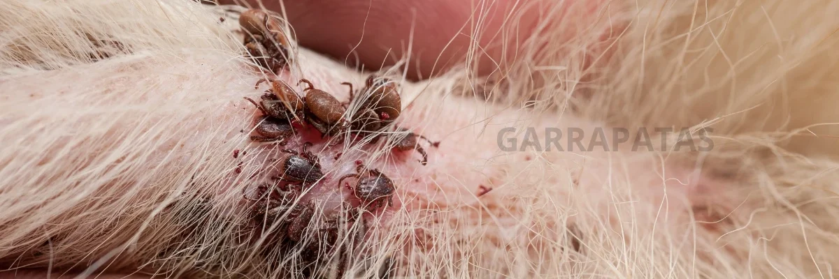 FUMIGACION_GARRAPATAS