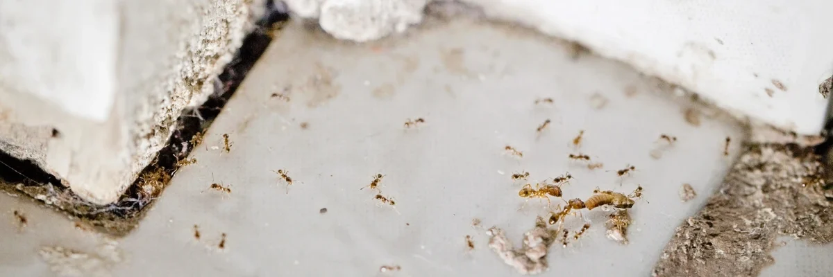 HORMIGAS Y TERMITAS EN LEON