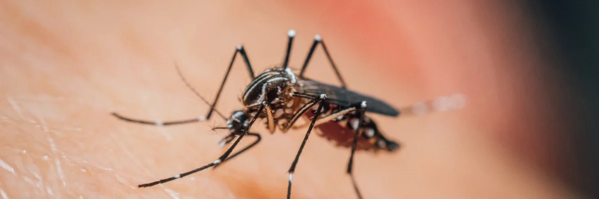 MOSCAS Y MOSQUITOS EN LEON