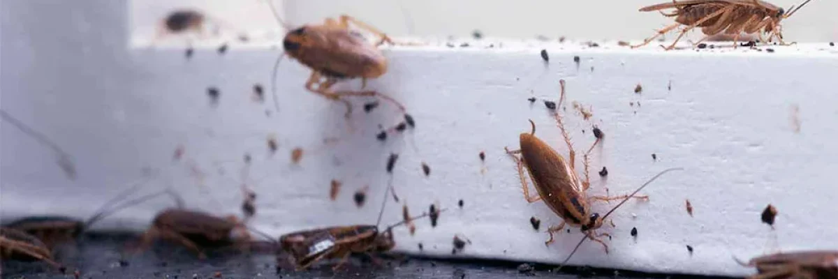 cucarachas-plaga.jpg